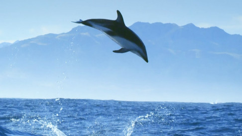 Phim Diving with Dolphins - Diving with Dolphins (2020) Phim Diving with Dolphins - Diving with Dolphins (2020)