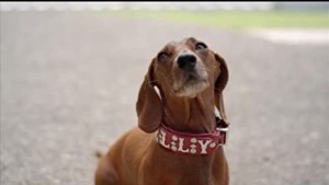 Xem Phim Wiener Dog Internationals